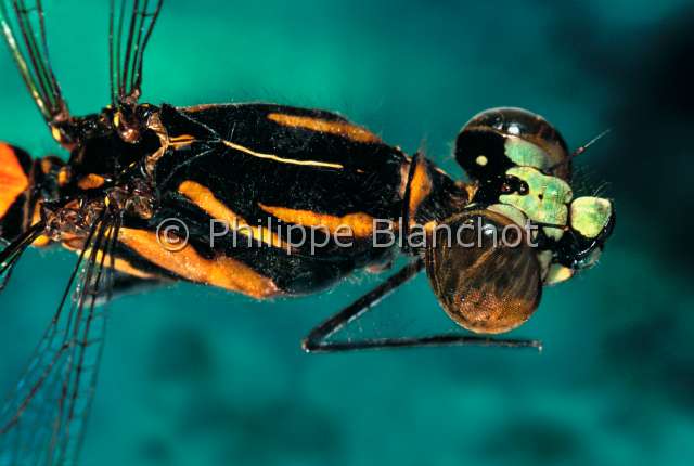 Chlorocypha cyanifrons.JPG - Chlorocypha cyanifrons (Portrait)DemoiselleDamselflyOdonataZygopteraChlorocyphidaeGabon
